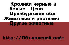 Кролики черные и белые › Цена ­ 400 - Оренбургская обл. Животные и растения » Другие животные   